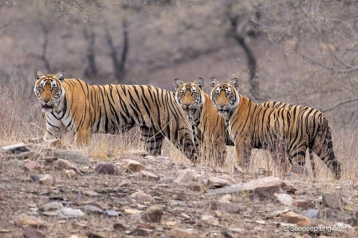 Des tigres marchant dans un habitat naturel.
