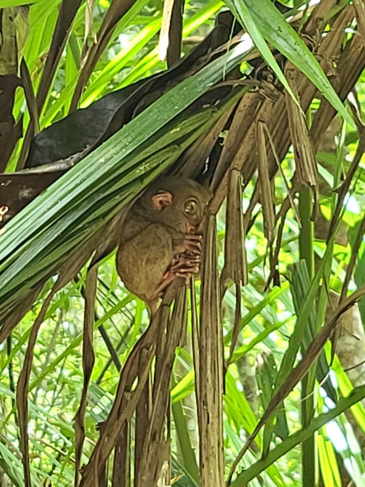 Tarsier s'accrochant aux branches d'arbre dans un habitat naturel.