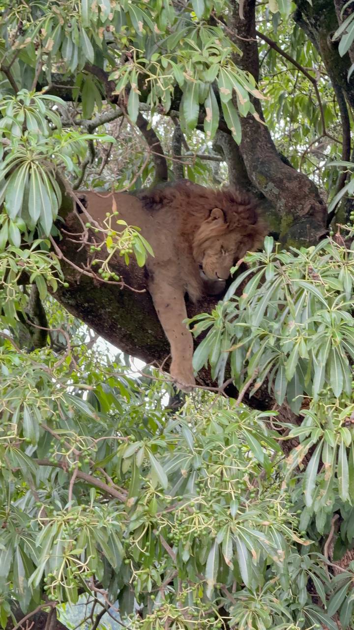 Lion se reposant sur une branche d'arbre entouré de feuilles.