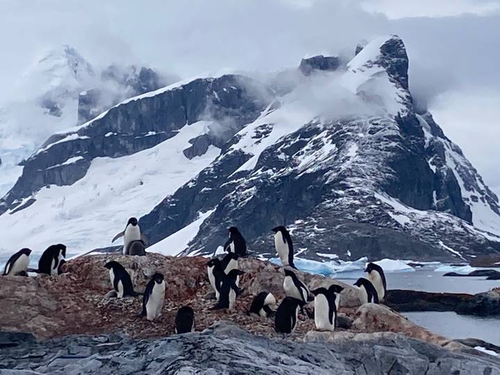Group of penguins on rocky shore with snow-covered mountains.