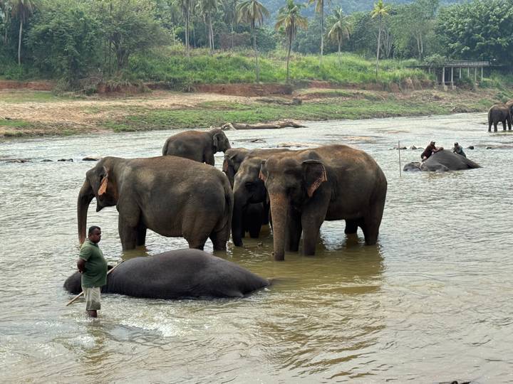 Elefantes bañándose en un río con un cuidador de pie cerca.