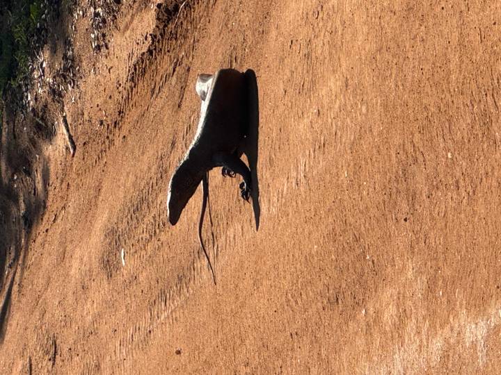 Un lagarto monitor tomando el sol en un sendero del bosque.