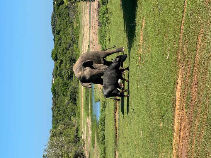 Un elefante caminando junto a un búfalo de agua en un campo de hierba.