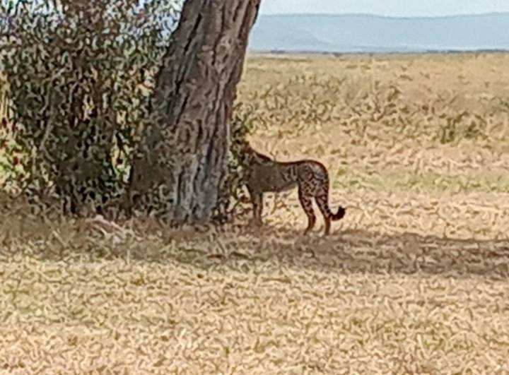 Un serval parado cerca de un árbol en un entorno de sabana.