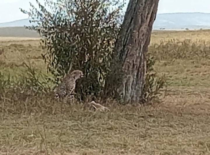 Serval sentado cerca de un árbol en un campo de hierba.