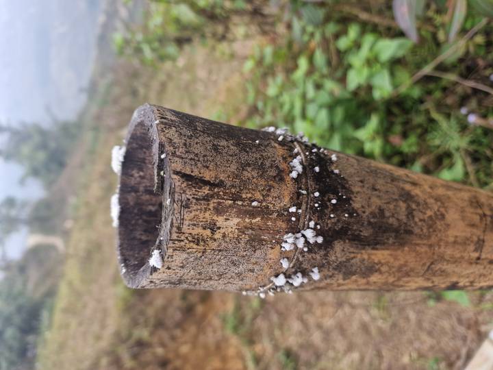 Primer plano de un tallo de bambú con hongo blanco o liquen creciendo.