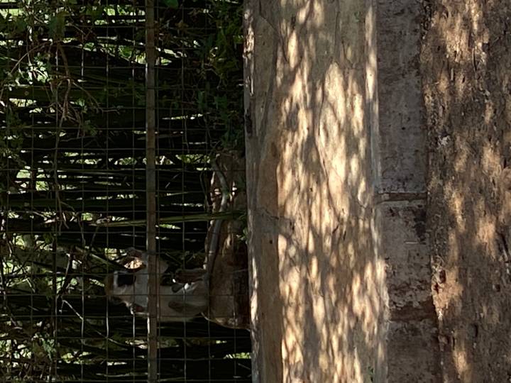 Un singe assis par terre derrière une clôture en métal.
