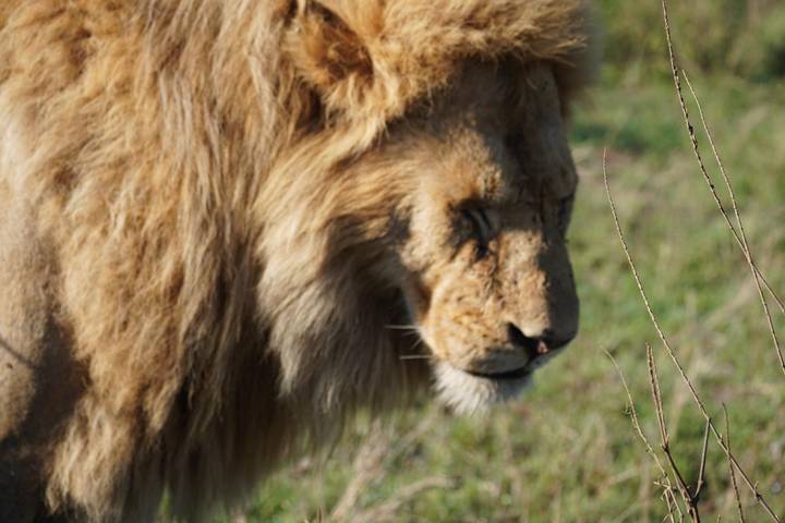 Gros plan d'un lion dans son habitat naturel.