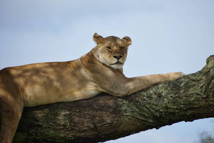 Une lionne se reposant sur une branche d'arbre.
