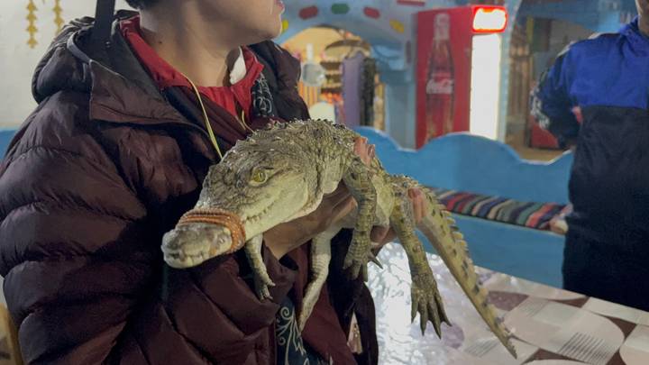 Person holding a young crocodile with a band on its mouth.