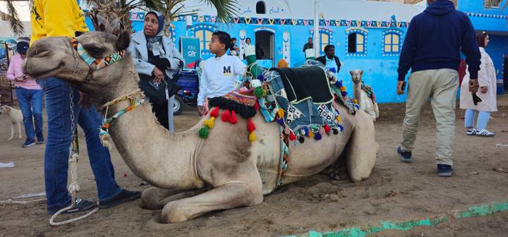 Camellos decorados y personas en un entorno colorido al aire libre.