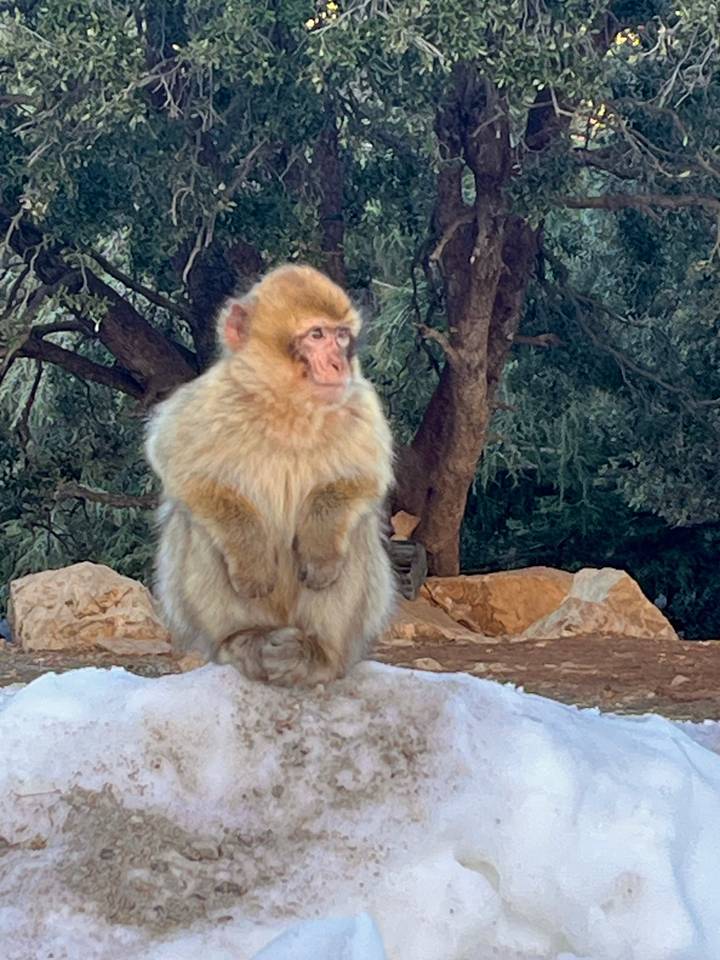 Un singe flou assis sur un rocher.