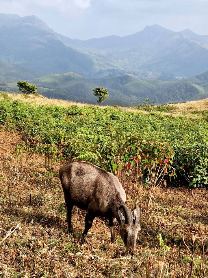Un animal pastando en un campo de hierba con colinas al fondo.