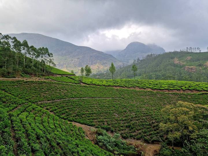 Exuberantes plantaciones de té verde y montañas bajo un cielo nublado.