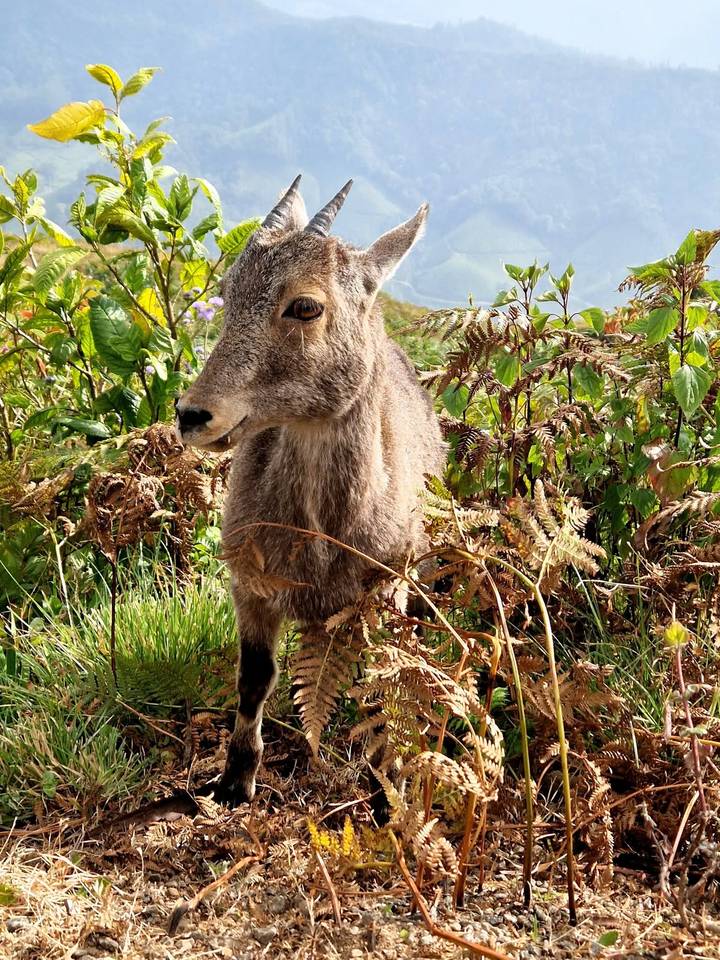 Un primer plano de un animal parecido a un ciervo en un entorno natural.