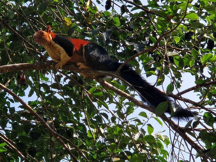 Una ardilla gigante de Malabar posada en la rama de un árbol.