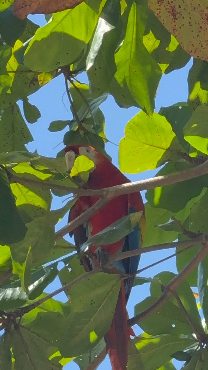 Perroquet coloré dans un arbre.