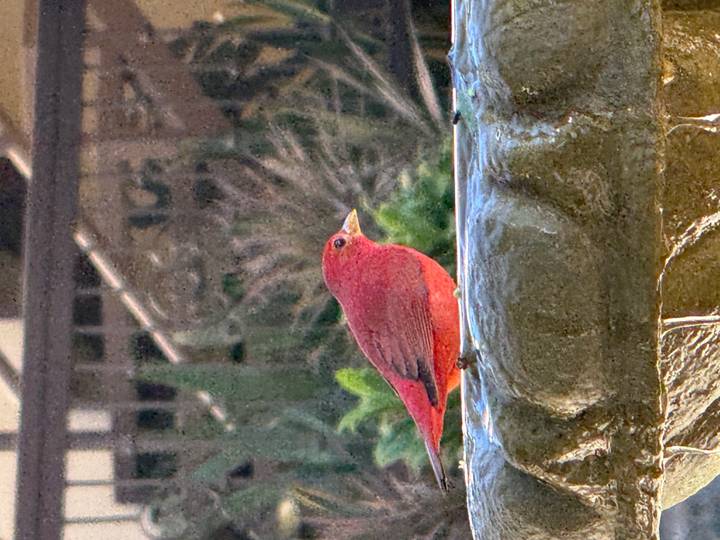Oiseau rouge sur le bord d'une fontaine en pierre.
