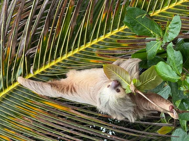 Paresseux suspendu à une branche d'arbre mangeant une feuille.