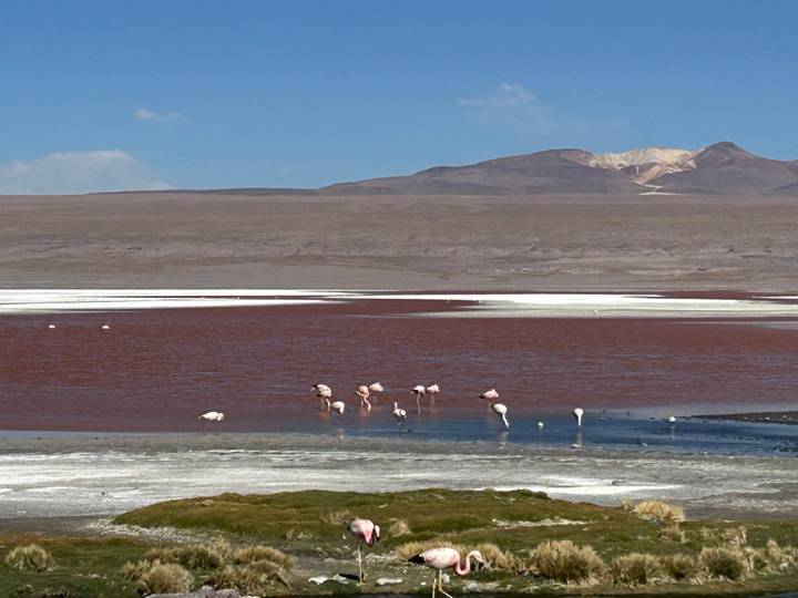 Flamencos en una laguna colorida con montañas.