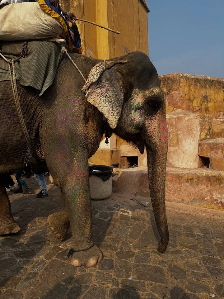 Un elefante con decoraciones pintadas en su cuerpo.