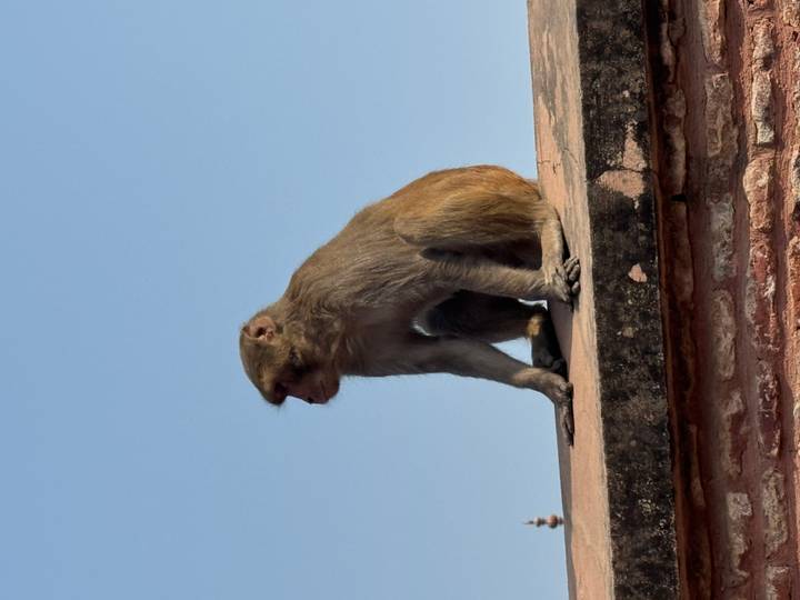 Mono sentado en una pared con un cielo azul claro.