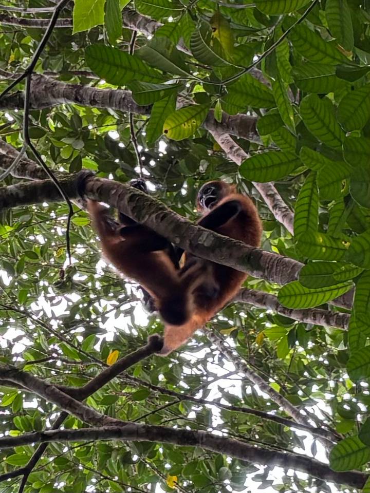 Des singes jouant dans les arbres d'une forêt tropicale.