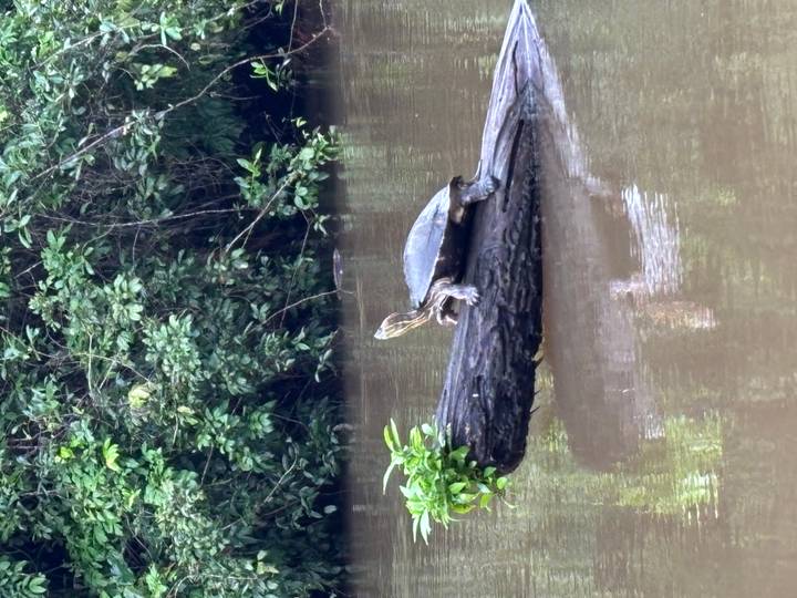 Tortue se prélassant sur un rondin dans une rivière calme.