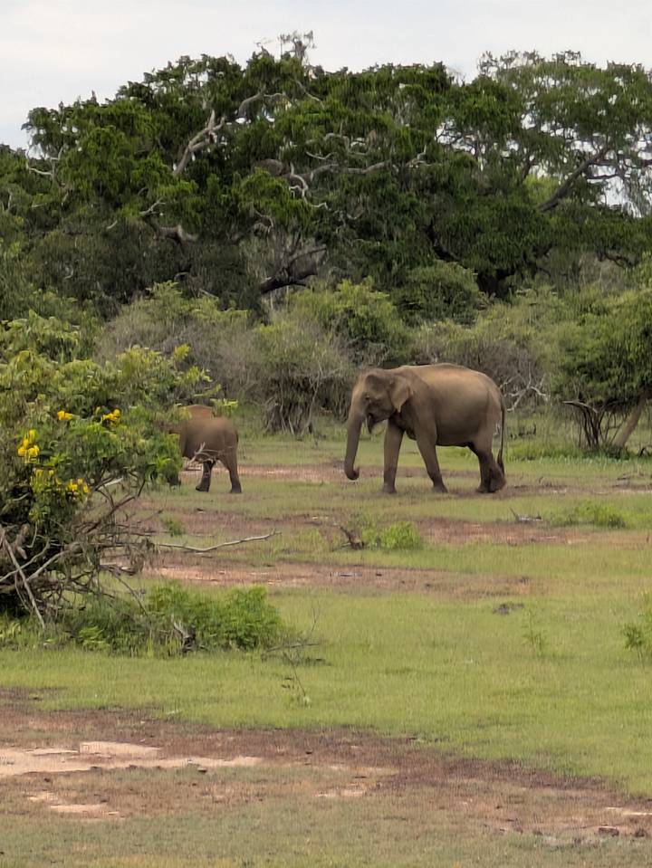 Deux éléphants marchant dans une zone herbeuse.
