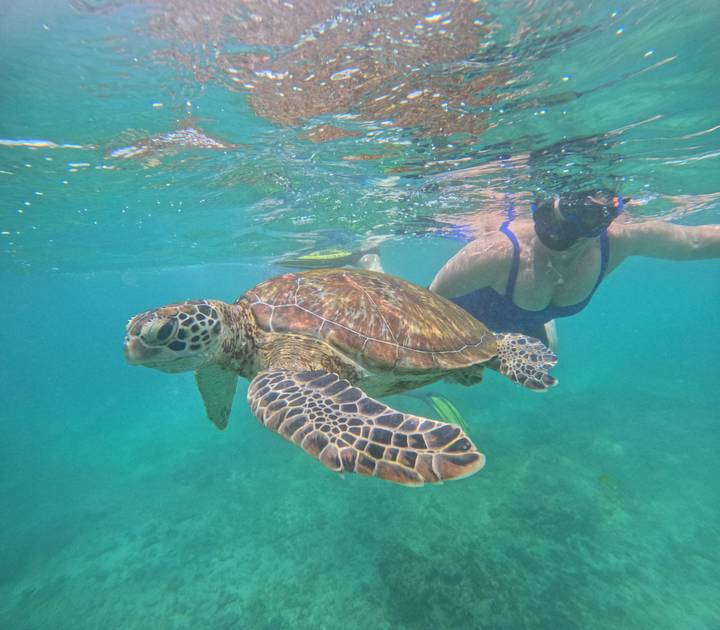 Personne faisant de la plongée avec tuba avec une tortue de mer dans une eau claire.