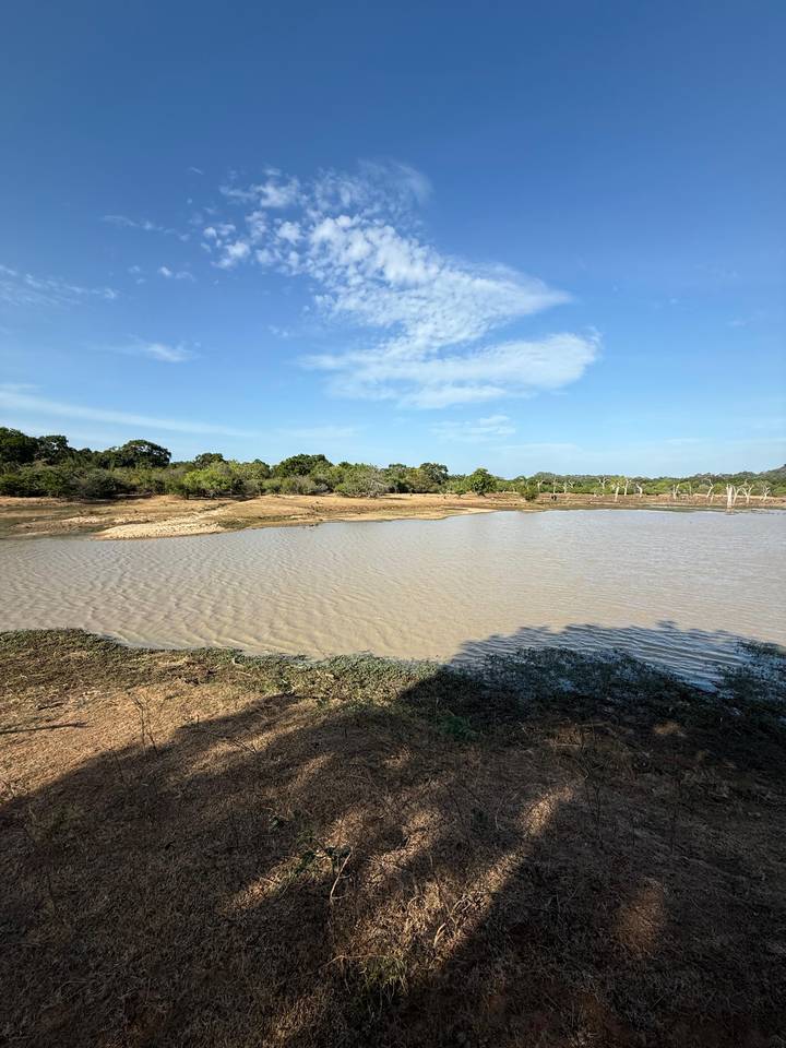 Un paisaje sereno con una masa de agua rodeada de árboles bajo un cielo azul.