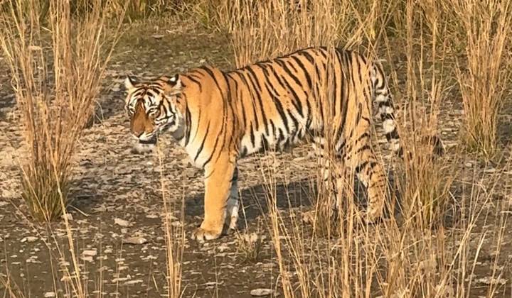 Un tigre marchant à travers de hautes herbes dans un environnement naturel.