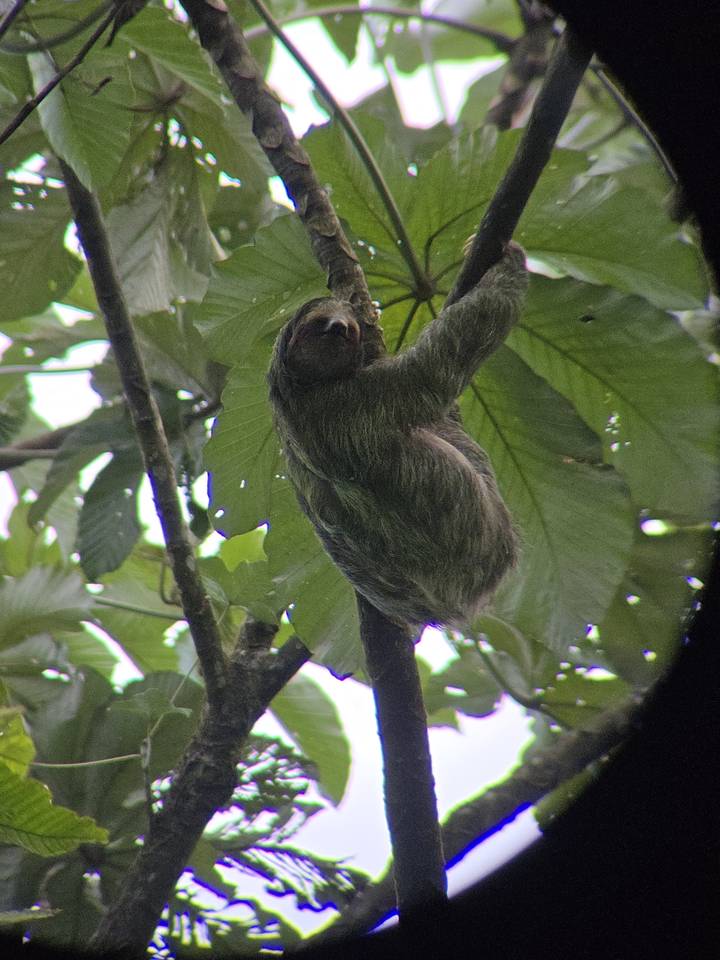 Un perezoso colgando de la rama de un árbol en un bosque frondoso.
