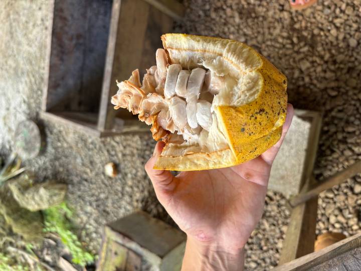 Una persona sosteniendo una vaina de cacao abierta mostrando sus granos.