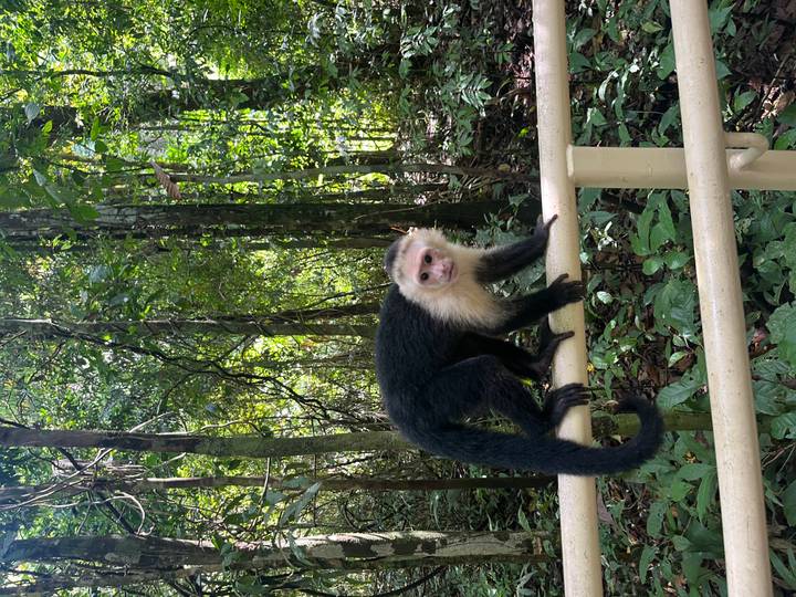 Un mono sentado en una barandilla en un área boscosa.