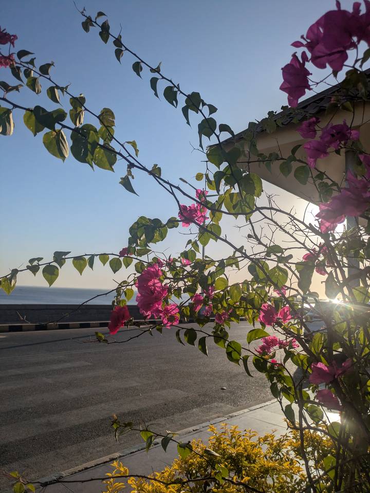 Arbusto florido con flores rosadas junto a una carretera y el mar.