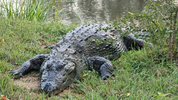 Crocodile se reposant sur l'herbe près d'un plan d'eau.