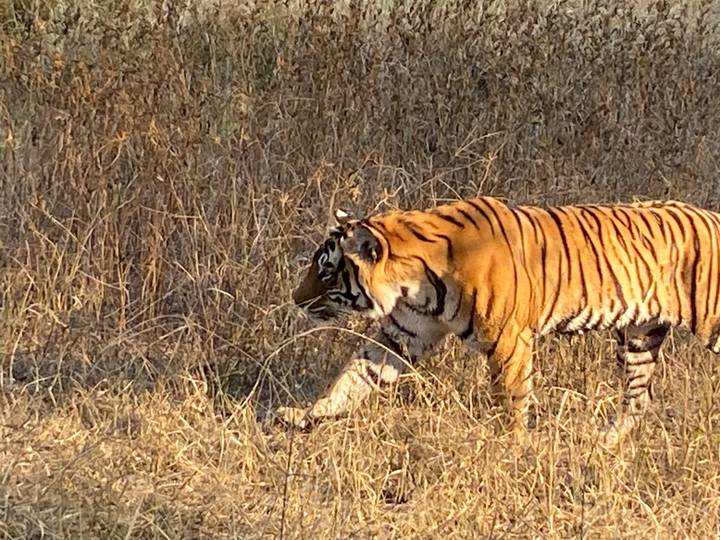 A tiger walking through dry grassland with its distinctive black and orange stripes.
