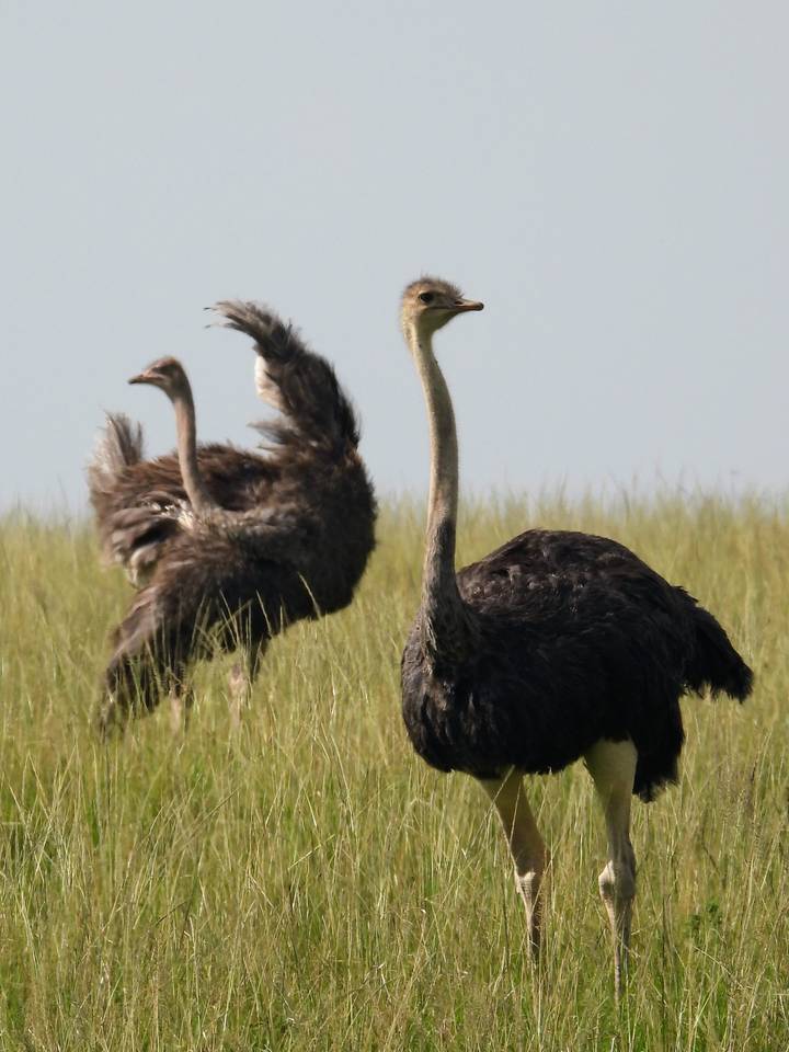 Deux autruches debout dans les hautes herbes de la savane.