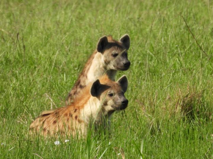 Deux hyènes se tenant en alerte dans la savane herbeuse.