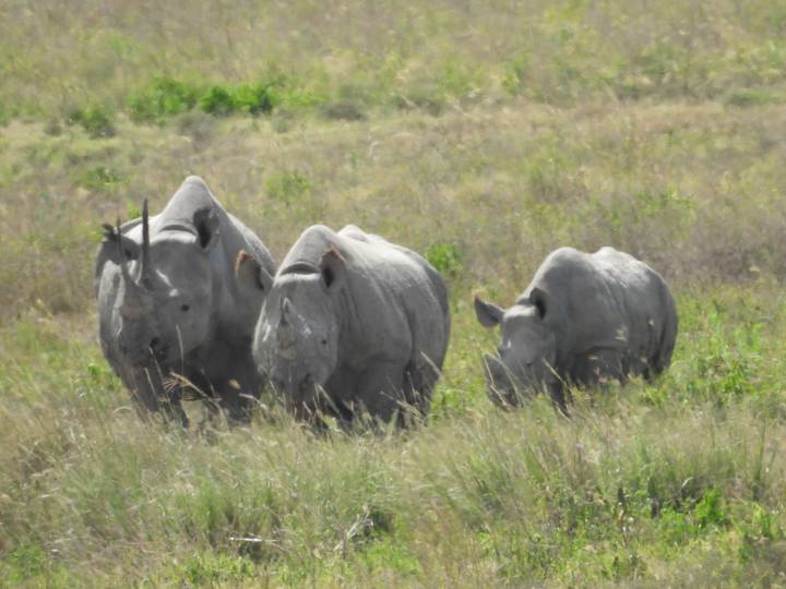 Une famille de rhinocéros marchant à travers les prairies.