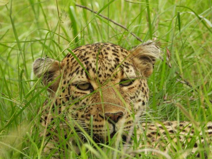 Léopard se cachant dans les hautes herbes avec des yeux perçants.
