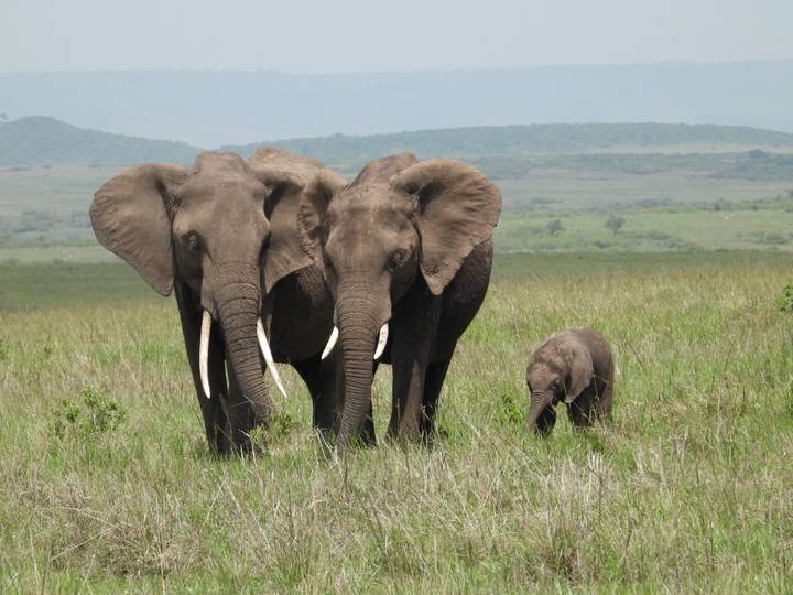 Famille d'éléphants marchant à travers les plaines herbeuses.
