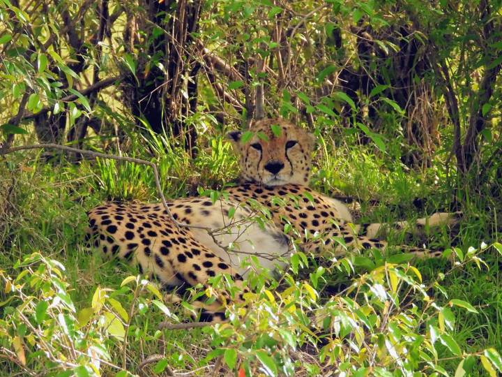 Guépard se reposant à l'ombre des buissons dans la savane.