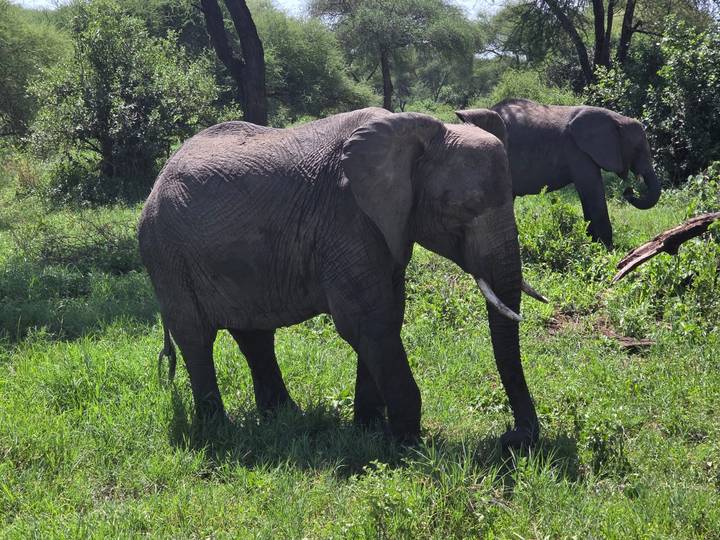 Elephants walking through a lush green area.