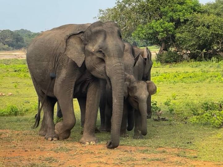 Trois éléphants debout étroitement serrés dans un champ herbeux.