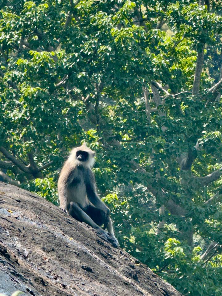 Un singe assis sur un rocher dans une zone boisée.