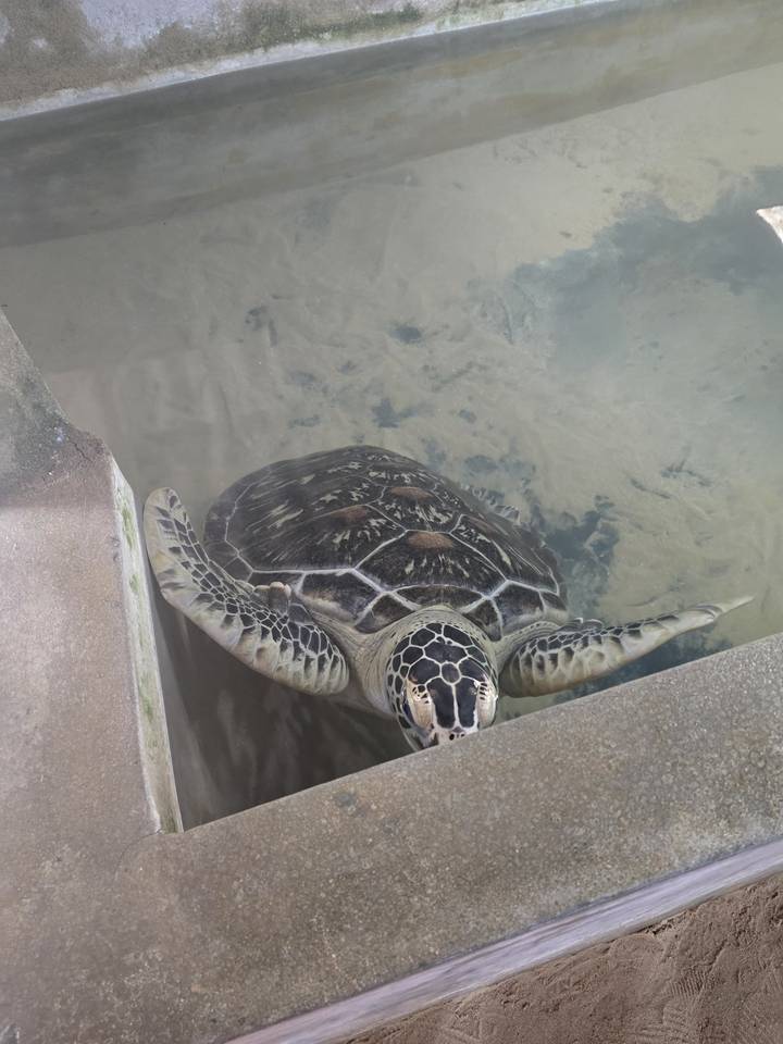 Schildkröte schwimmt in klarem Wasser.