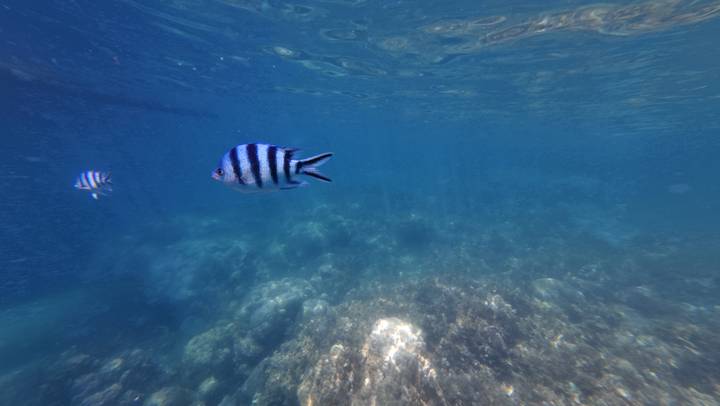 Underwater view of tropical fish.