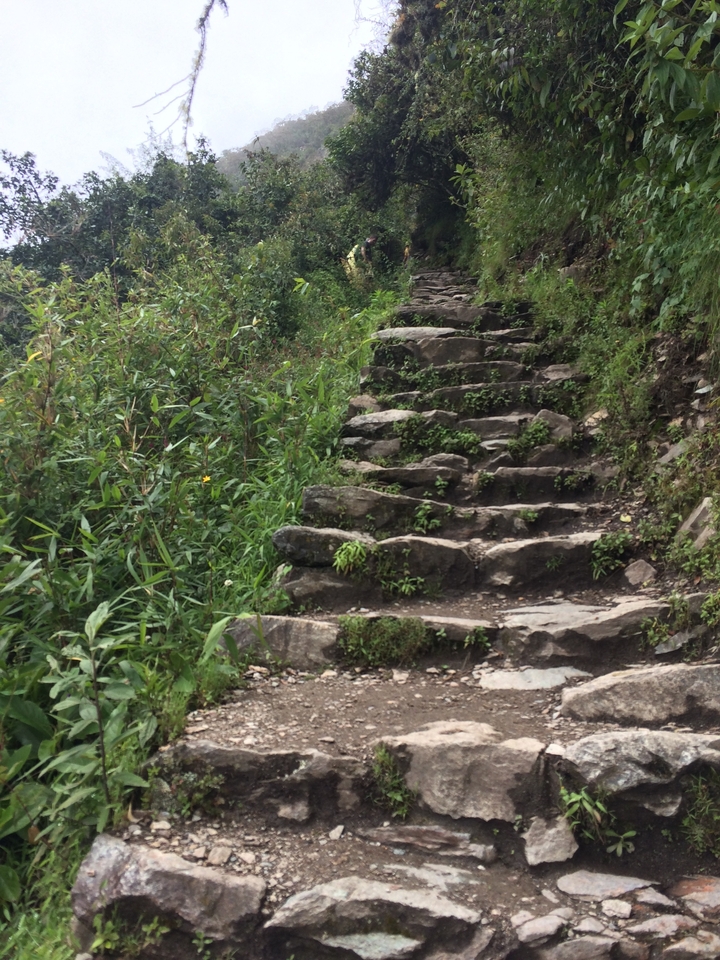 Stone staircase bordered by dense green plants on a forested mountainside trail